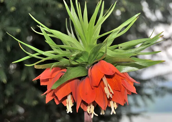 Flores em Montreux park — Fotografia de Stock