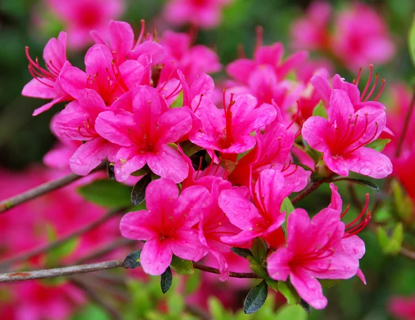 Rhododendronblumen im montreux park, schweiz — Stockfoto
