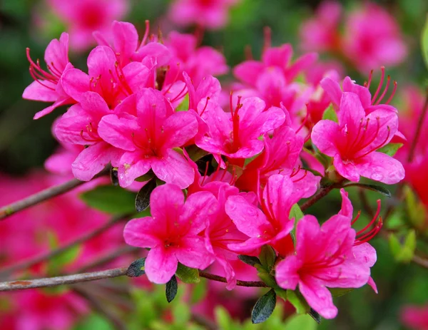 Rhododendron Flores em Montreux park, Suíça — Fotografia de Stock