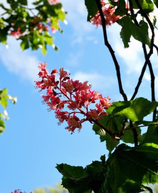 Pembe çiçekli kestane ağaçları, Bern, İsviçre.