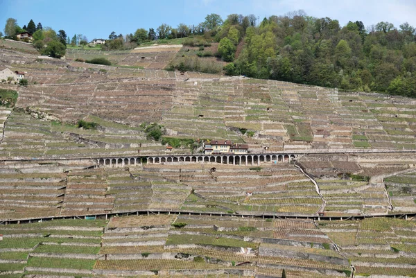 Вид на село з винограду терас, Швейцарія. — стокове фото