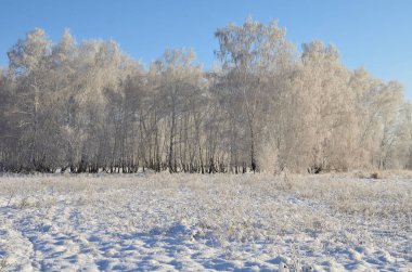 Omsk bölgesindeki Sibirya Ormanı