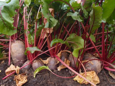 Rusya 'nın Omsk bölgesindeki bir sebze bahçesinde pancar hasadı.