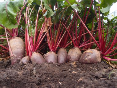 Rusya 'nın Omsk bölgesindeki bir sebze bahçesinde pancar hasadı.