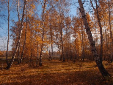 Rusya 'nın Omsk bölgesinde güneşli bir günde sonbahar ormanı