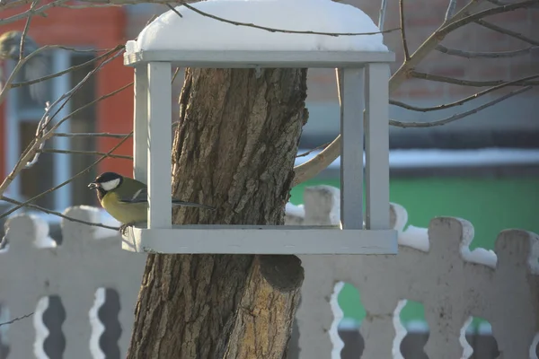 Comedero Aves Con Diferentes Tipos Aves Omsk Región Siberia Rusia — Foto de Stock