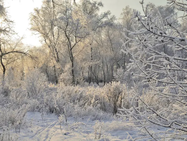 Winter Siberian Forest Omsk Region — Stock Photo, Image