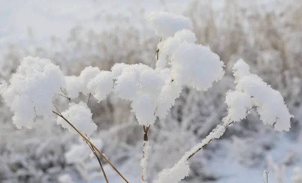 Die Zweige Einer Schneebedeckten Pflanze Auf Dem Hintergrund Eines Winterwaldes — Stockfoto