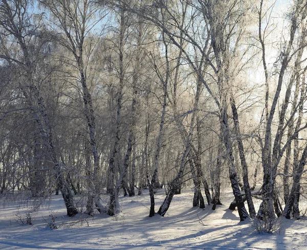 Wintersiberisch Bos Omsk Regio — Stockfoto