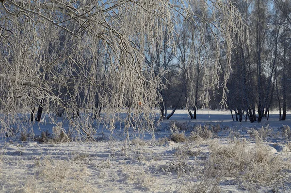 Omsk地区冬季西伯利亚森林 — 图库照片