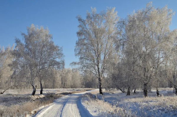 Зимний Сибирский Лес Омской Области — стоковое фото