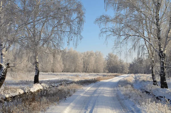 Wintersiberisch Bos Omsk Regio — Stockfoto