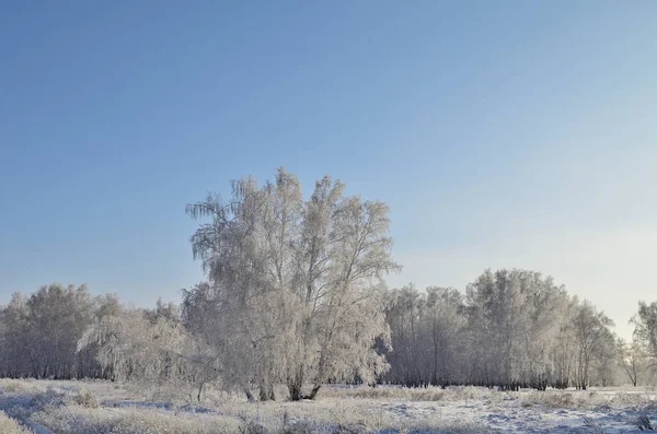 Зимний Сибирский Лес Омской Области — стоковое фото