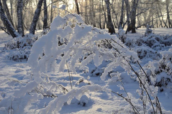 Χειμερινό Σιβηρικό Δάσος Στην Περιοχή Omsk — Φωτογραφία Αρχείου