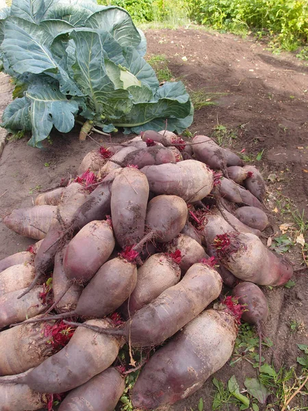 Harvesting beets and cabbage in a vegetable garden in the Omsk region, Russia