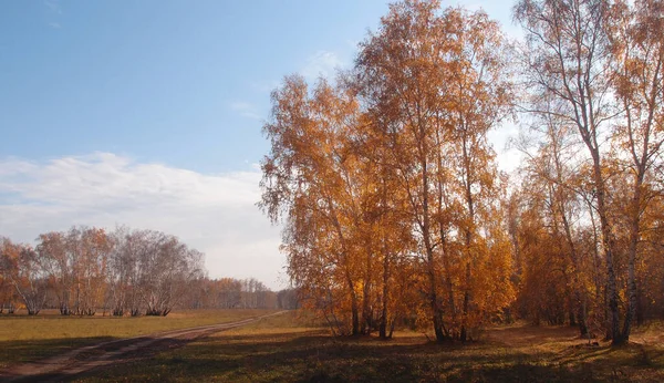 Rusya Nın Omsk Bölgesinde Güneşli Bir Günde Sonbahar Ormanı — Stok fotoğraf