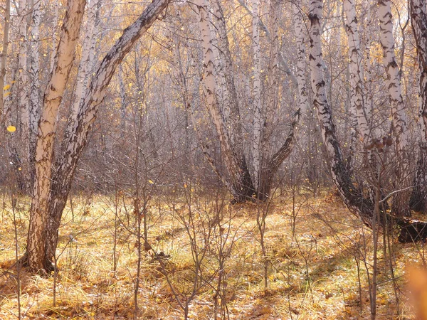 Jesienny Las Słoneczny Dzień Obwodzie Omskim Rosja — Zdjęcie stockowe