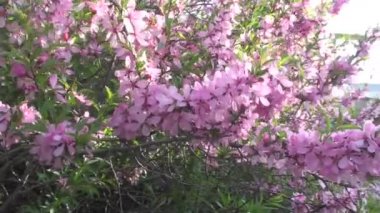 Badem dalları bahar rüzgarında sallanıyor