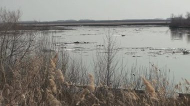 Rusya 'nın Omsk Bölgesi, İrlanda Nehri üzerindeki buz akıntısı