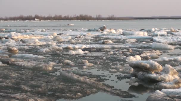 Льодовиковий Дрейф Річці Іртиш Омська Область Росія — стокове відео