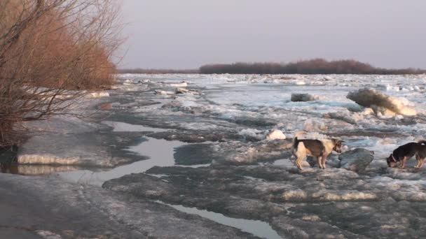 Eisdrift Auf Dem Irtysch Fluss Gebiet Omsk Russland — Stockvideo