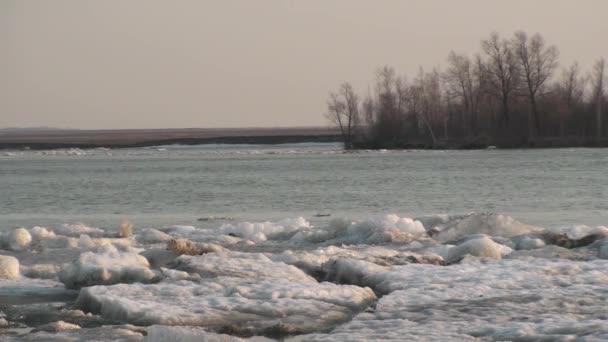 Deriva Hielo Río Irtysh Región Omsk Rusia — Vídeo de stock