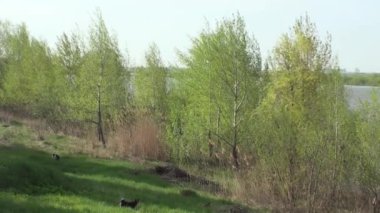 Irtysh Nehri 'nin kıyısında genç yapraklı ağaçlar rüzgârla savrulur. 