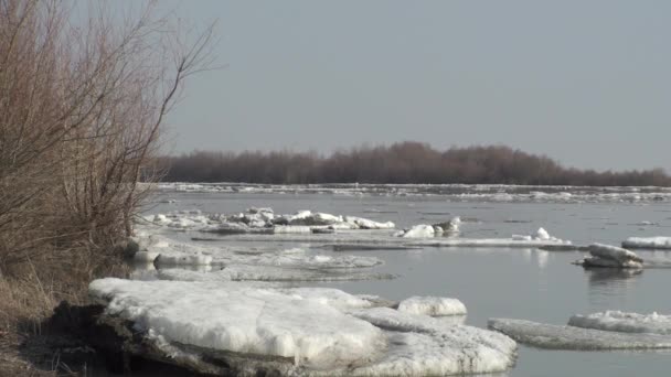 Dérive Glace Sur Rivière Irtysh Dans Région Omsk — Video