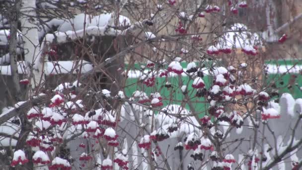 Viburnum Bessen Een Tak Winter Omsk Rusland — Stockvideo