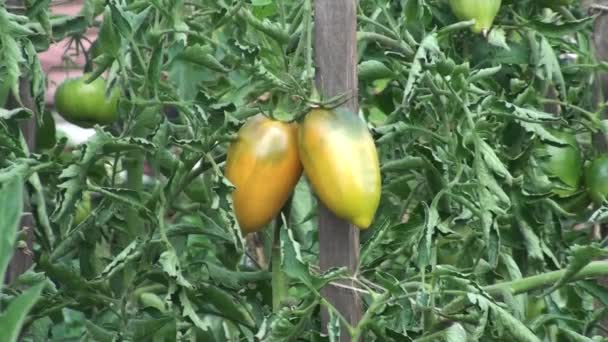 Tomates Amarillos Jardín Siberiano Omsk Distrito Rusia — Vídeo de stock