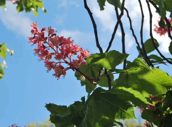 Blooming Chestnut Park Geneva — Stock Photo, Image