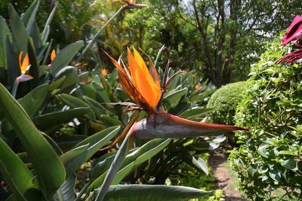 Flower Bird Paradise Strelitzia Dalat Flower Park — Stock Photo, Image