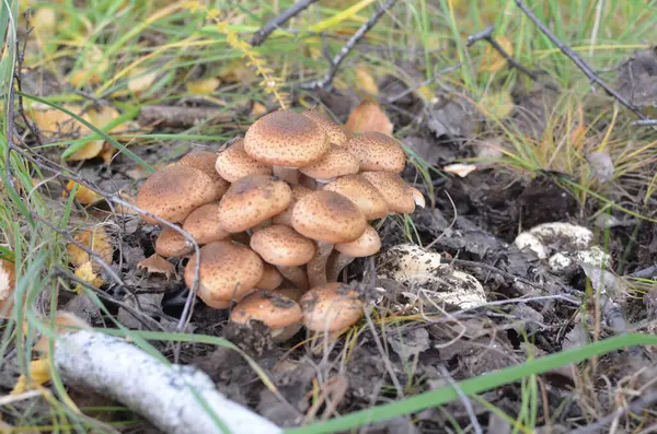 Funghi Regione Omsk Siberia Russia — Foto Stock