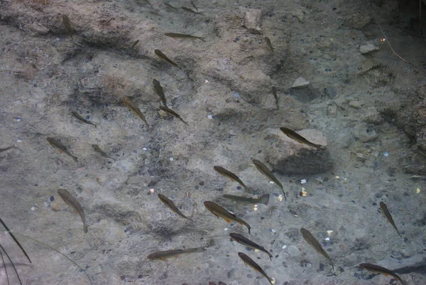 Ikan Perairan Yang Jernih Dari Danau Plitvice — Stok Foto