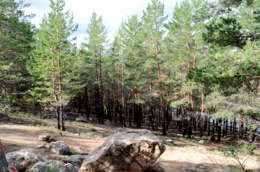 Dağ orman, Devlet ulusal Tabiat Parkı 