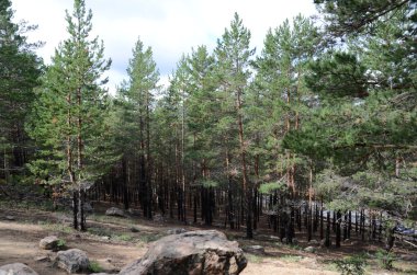 Dağ orman, Devlet ulusal Tabiat Parkı 