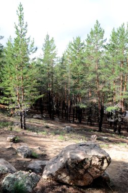 Dağ orman, Devlet ulusal Tabiat Parkı 