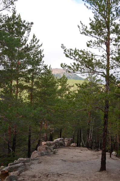 Na floresta de montanha, Parque Natural Nacional do Estado "Burabai", K — Fotografia de Stock