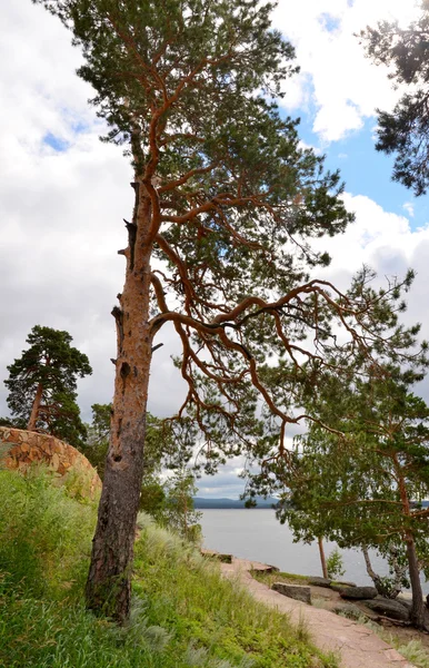 Pinheiro solitário na costa do Lago, Parque Natural Nacional do Estado "Bur — Fotografia de Stock