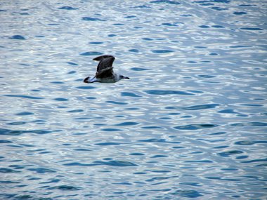 Deniz üzerinde martı