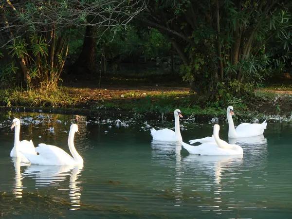 Swans in the pond — Stock Photo, Image