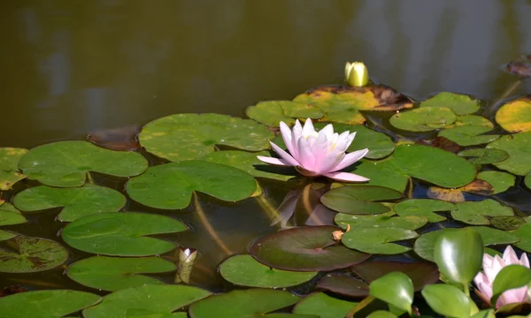 水百合, 索契植物园, 俄罗斯 — 图库照片