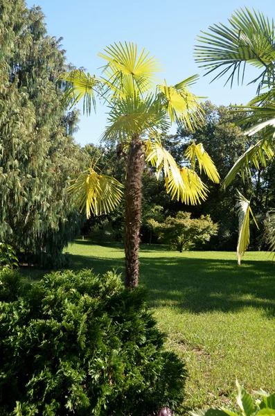 Vista del parque Arboretum ciudad de Sochi, Rusia —  Fotos de Stock