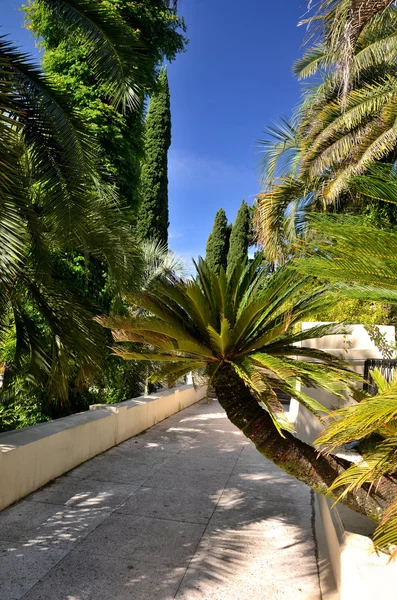 Vista do parque Arboreto cidade de Sochi, Rússia — Fotografia de Stock