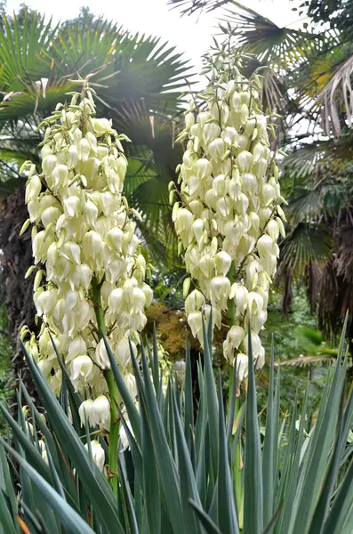 Flower Yucca in the park Macesta Sochi, Russia — Stock Photo, Image