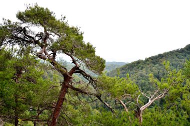 Eagle Rock arka plan üzerinde çam