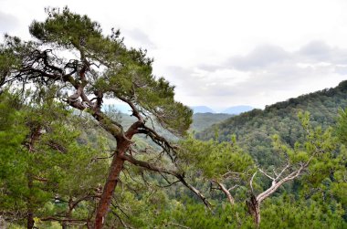 Eagle Rock arka plan üzerinde çam