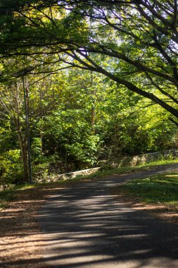 Sunlit Path Through Lush Green Forest
