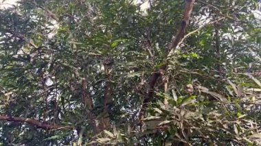 Yoğun yapraklı yemyeşil mango ağacı