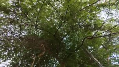 Gökyüzüne Karşı Yeşil Yapraklı Ağaç Örtüsü